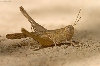 Sprinkhaan - Grasshopper - Chorthippus