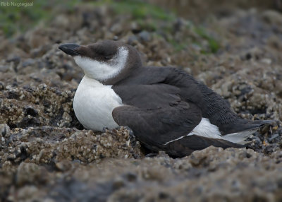 Alk - Razorbill - Alca torda