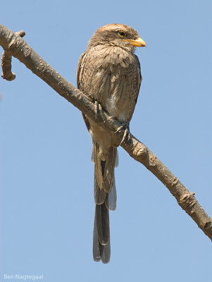 Geelsnavelklauwier - Yellow-billedshrike - Corvinella corvina