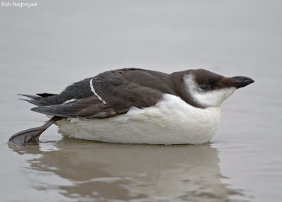 Alk - Razorbill - Alca torda