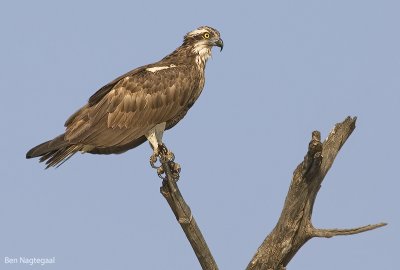 Visarend - Osprey - Pandion haliaetus