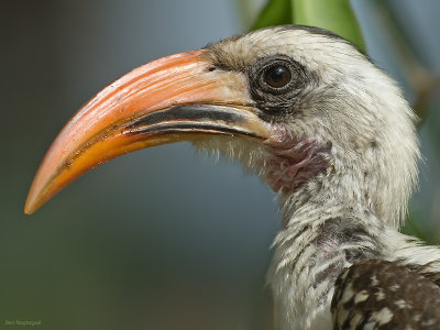 Westelijke roodsnaveltok - Western Red-billed Hornbill - Tockus Kempi 