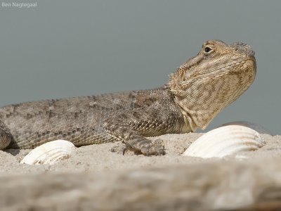 Agama hagedis - Agama lizard - Agama agama