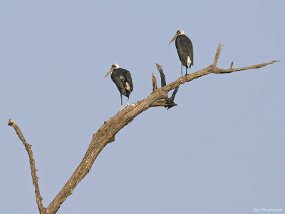 Bisschopsooievaar - Woolly-necked stork - Ciconia episcopus