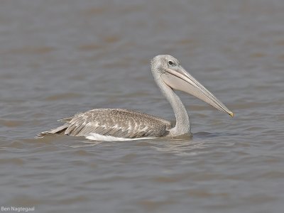 Kleine pelikaan - Pink-backed pelican - Pelecanus rufescens