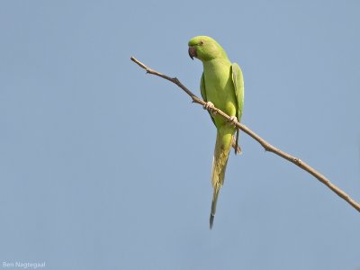 Halsbandparkiet - Ring-Necked Parakeet - Psittacula krameri