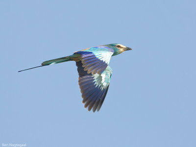 Sahel scharrelaar - Abyssinian Roller - Coracias abyssinica