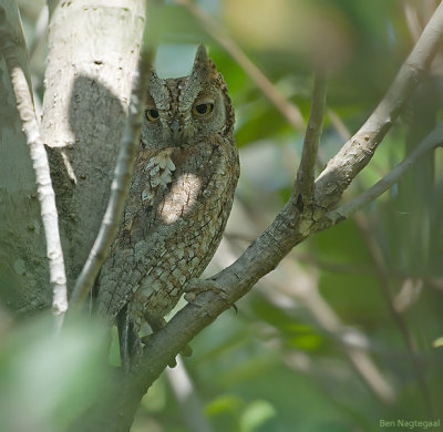 Afrikaanse dwergooruil - African scops owl - Otus senegalensis