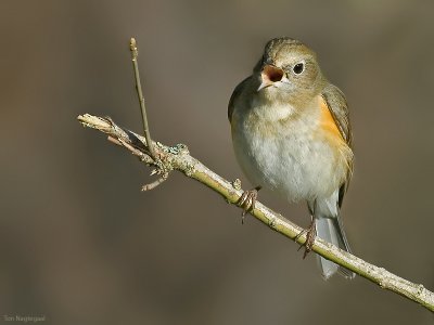 Blauwstaart - Red-flanked Bluetail - Tarsiger cyanurus