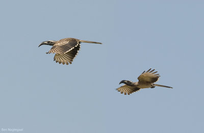 Grijze tok - African grey hornbill - Lophoceros nasutus