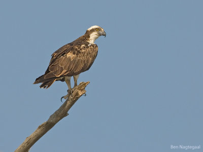 Visarend - Osprey - Pandion haliaetus