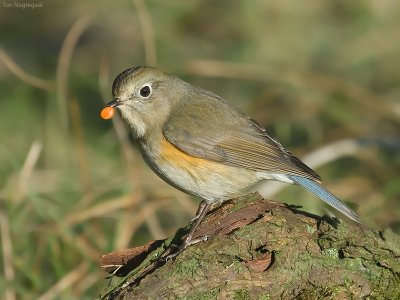 Blauwstaart - Red-flanked Bluetail - Tarsiger cyanurus