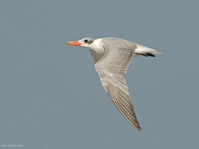 Reuzestern - Caspian tern - Sterna caspia