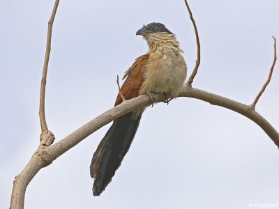Senegalese Spoorkoekoek - Senegal Coucal - Centropus senegalensis