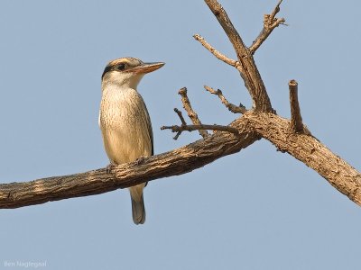 Gestreepte ijsvogel - Striped kingfisher - Halcyon chelicuti
