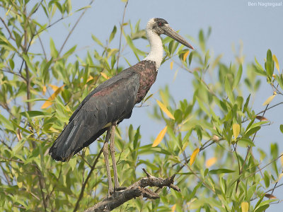 Bisschopsooievaar - Woolly-necked stork - Ciconia episcopus