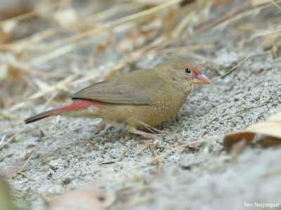 Roodsnavelvuurvink - Red-billed firefinch - Lagonosticta senegala