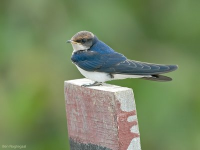 Roodkruinzwaluw - Wire-tailed Swallow - Hirundo smithii
