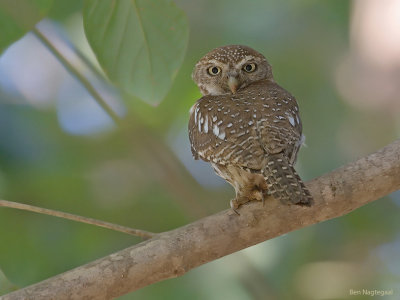 Geparelde dwerguil - Pearl-spotted Owlet - Glaucidium perlatum