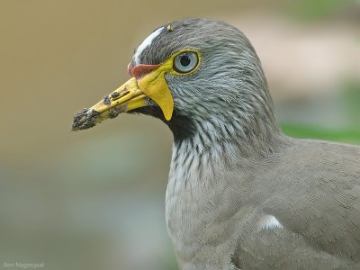 Lelkievit - Wattled plover - Vanellus senegallus