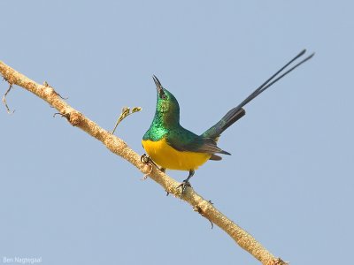 Kleine honingzuiger - Pygmy sunbird - Anthreptes platurus