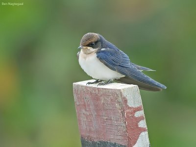 Roodkruinzwaluw - Wire-tailed Swallow - Hirundo smithii