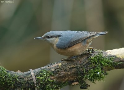Boomklever - Nuthatch - Sitta europea
