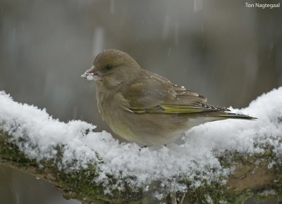 Groenling - Greenfinch - Chloris chloris