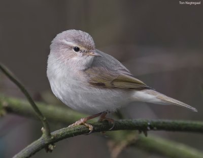 Siberische tjiftjaf - Siberian Chifchaf - Philloscopus collybita tristis