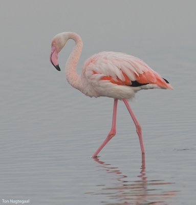 Flamingo - Greater Flamingo - Phoenicopterus roseus