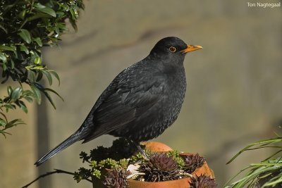 Merel - Blackbird - Turdus merula