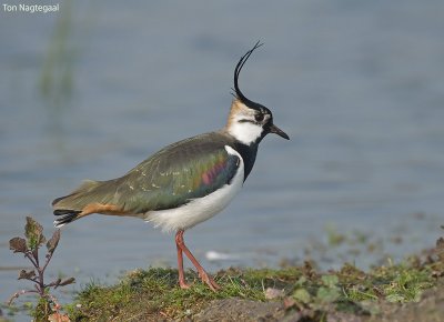 Kievit - Lapwing - Vanellus vanellus