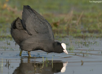 Meerkoet - Coot - Fulica atra