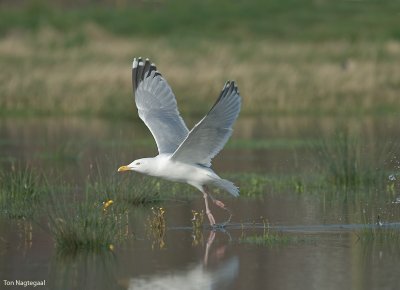 Zilvermeeuw - Herring gull - Larus argentatus