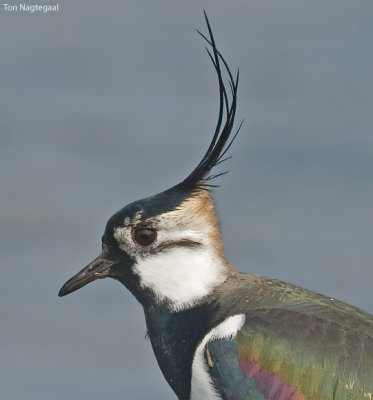 Kievit - Lapwing - Vanellus vanellus