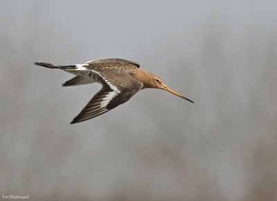 Grutto - Blacktailed Godwit - Limosa limosa