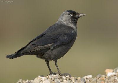Kauw - Jackdaw -  Corvus monedula