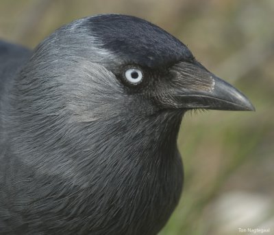Kauw - Jackdaw -  Corvus monedula