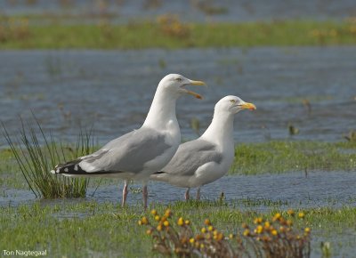 Zilvermeeuw - Herring gull - Larus argentatus