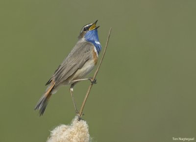 Blauwborst - Bluethroat - Luscinia svecica