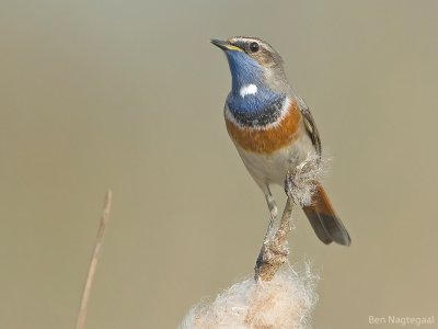 Blauwborst - Bluethroat - Luscinia svecica