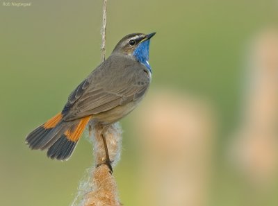 Blauwborst - Bluethroat - Luscinia svecica