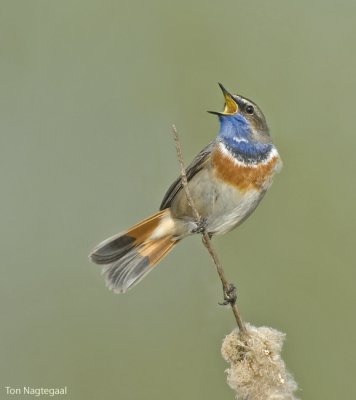 Blauwborst - Bluethroat - Luscinia svecica