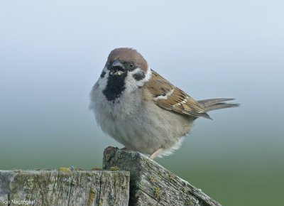 Ringmus - Tree Sparrow - Passer montanus