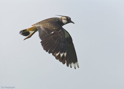 Kievit - Lapwing - Vanellus vanellus