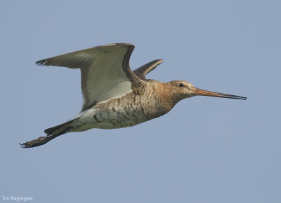 Grutto - Blacktailed Godwit - Limosa limosa