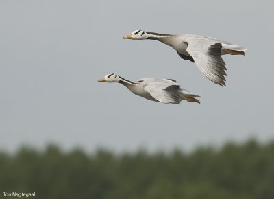 Indische gans - Barheaded goose - Anser indicus