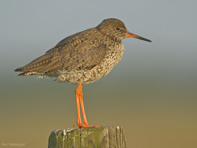 Tureluur - Redshank - Tringa totanus