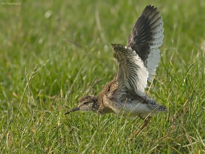 Tureluur - Redshank - Tringa totanus