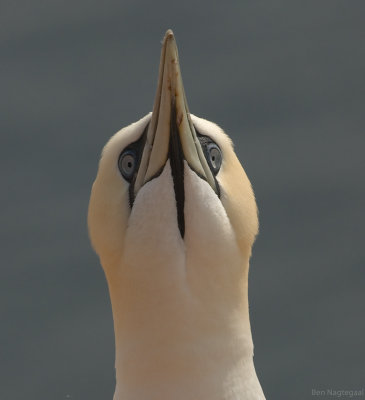 Jan van gent - Northern Gannet - Morus bassana